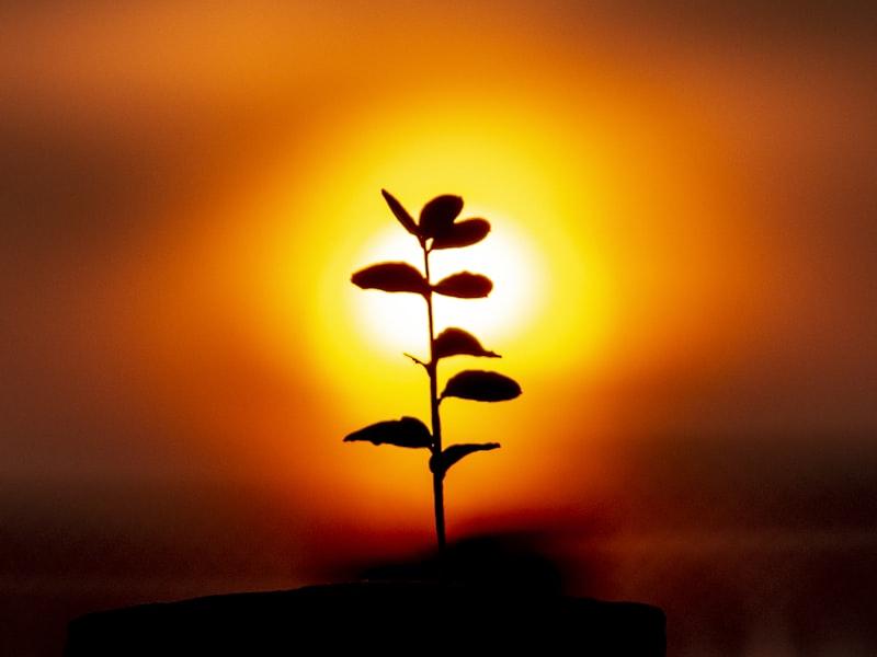 Small sprout growing during golden hour